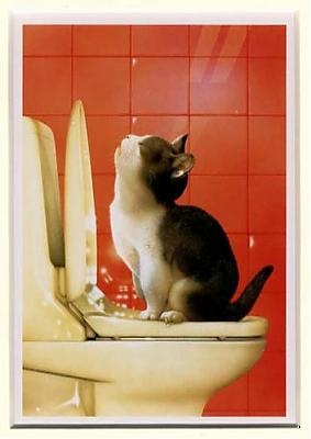 kaip pripratinti kate prie tualeto