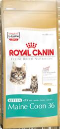 Royal Canin Kitten Maine Coon 36 400g. meino meškėnų veislės kačiukams iki 15 mėnesių